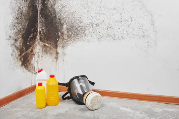 Best Fast Mold Removal  in Coopersburg, PA