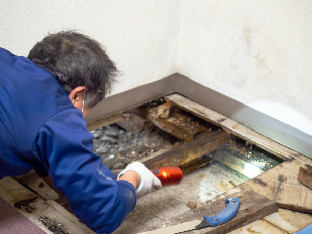 Certified Mold Removal in Coopersburg, PA