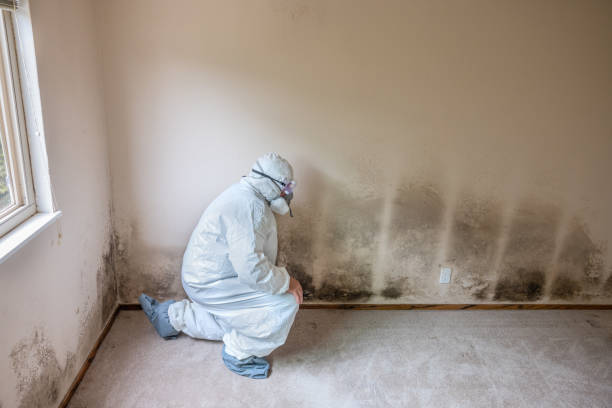Reliable Coopersburg, PA Mold Removal Solutions
