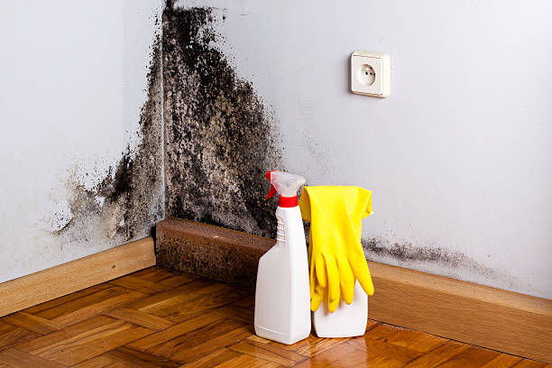 Best Mold Cleaning Services  in Coopersburg, PA