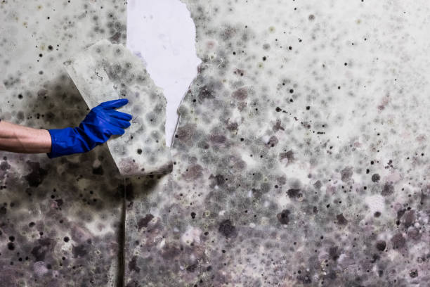 Best Commercial Mold Removal  in Coopersburg, PA