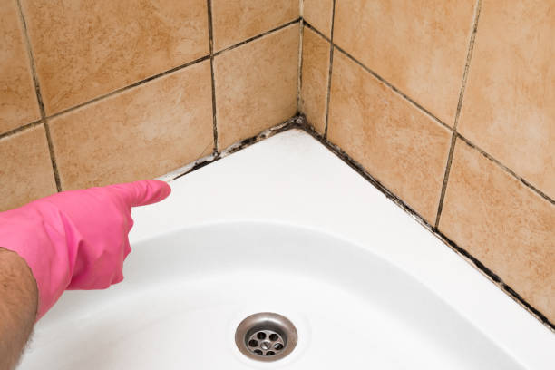 Mold Testing and Removal in Coopersburg, PA