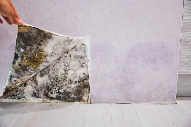 Best Mold Remediation  in Coopersburg, PA